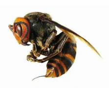 中国最猛大黄蜂是什么样子