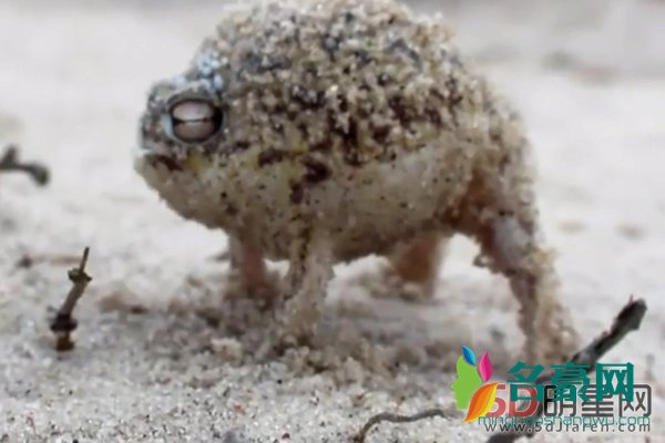 沙漠雨蛙可以饲养吗 好萌!大自然的生物真的是千奇百怪啊