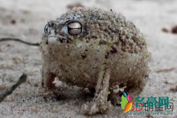 沙漠雨蛙可以饲养吗 好萌!大自然的生物真的是千奇百怪啊