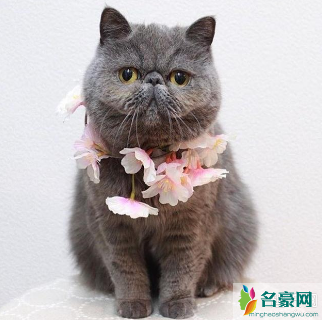 加菲猫是什么品种的猫-百科--名豪网