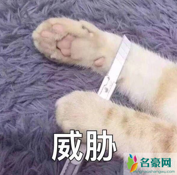 飞机呼呼呼表情包斗图 万能的表情包推荐