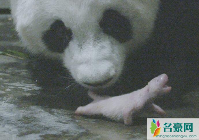 大熊猫诞下龙凤胎