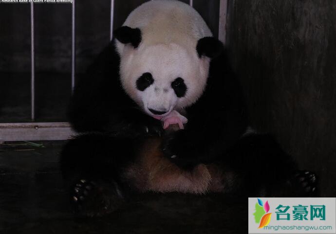 大熊猫阿宝诞下龙凤胎照片