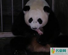 大熊猫阿宝诞下龙凤胎 大熊猫阿宝原型是谁如今靠生娃翻红