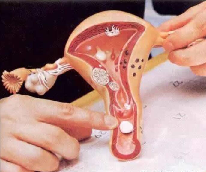 25岁女性生殖图女性生殖十大名器图片详解 名豪网