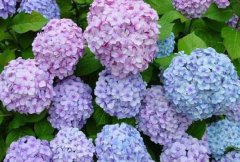 家里千万不能养的6种花 不仅破坏风水还威胁身体健康