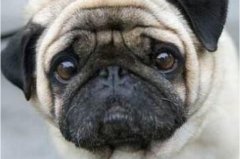 世界上最忧郁的狗:巴哥犬（从面容看就像像有抑郁症一样）