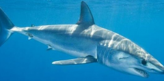 世界上最恐怖的鲨鱼是什么 灰鲭鲨即将被人类灭绝了吗