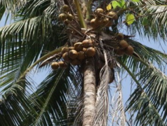 男子野外散步发现一窝掉落的椰子 打开后竟发现了椰宝