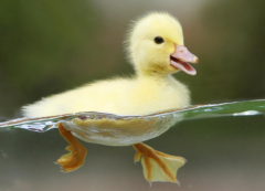 鸭子走路一摇一摆的原因 它们的腿不一样长吗