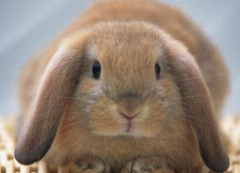荷兰垂耳兔萌化小孩心 怎么样饲养荷兰垂耳兔