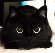 奥斯卡的猫咪被称为是“四脚死神 死神喵咪的神奇预示