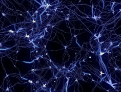 科学家发现与记忆相连脑路线 神经路径帮人们把紧密事件联系起来