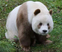 熊猫七仔为什么是棕色的 哪些原因导致他们成为棕色