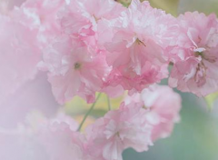 樱花盛开的季节 几月赏樱花最美