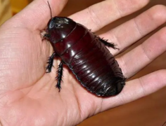 你知道昆虫中的巨人吗 世界上十种体积最大的昆虫推荐
