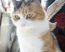 世界上真的有天使猫吗