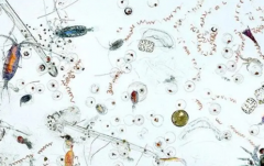 石油是如何形成的 它是古生物所产生的吗