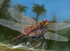 史前蜻蜓是什么样 史前蜻蜓是最大的昆虫吗