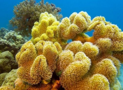 珊瑚礁是什么生物 它是动物还是植物