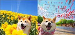 最萌日本柴犬女孩Charmy 身为一只柴犬妳该具备的条件都有了