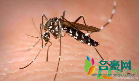 被白纹伊蚊咬了多久起包 被白纹伊蚊咬了一定会得登革热吗