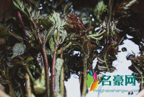 野菜刺老芽什麼時候採摘