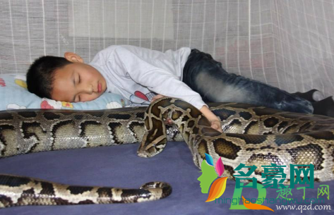 蛇睡到人床上怎么回事2