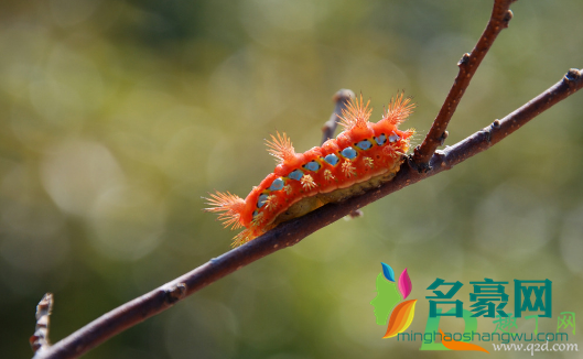 洋辣子蛰后自己能好吗 被洋辣子蛰了几天能好