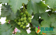 葡萄能在香椿树上嫁接吗 香椿树什么时候种植成活率高