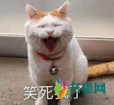 笑死我了法院见什么梗 笑死我了法院梗出处