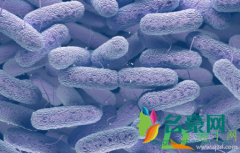 布病不治疗有什么后果 布病怎么检查出来