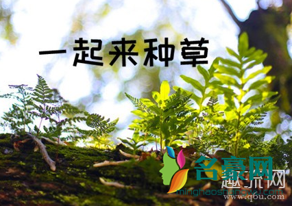 草(一種植物)又是什麼意思