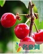 吃什么可以美白？15种美白食物任你选