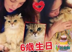 舒淇为爱猫庆祝生日 为爱猫送上热吻画面有爱温馨
