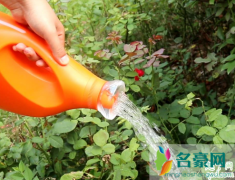 柳条泡出来的水可以浇花吗 柳条泡水臭了还能浇花吗