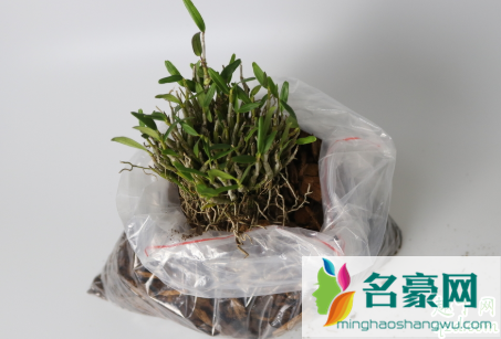 生根粉泡完的植物要马上种吗 生根粉该放多少