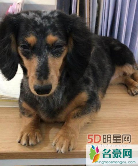 SHINee出道10周年钟铉依旧在心中 爱犬找回姐姐报平安