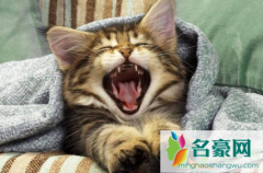 猫咪能认出镜子里的自己吗 有哪些动物可以认出镜子里的自己