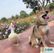 王珞丹发寻鸭启事 网友：希望所有宠物都被爱被尊重
