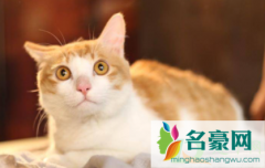 猫生产前几天开始找窝 猫下崽子前有什么症状