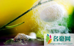 五龄蚕九天了都不吐丝怎么办 五龄蚕到结茧要多少天