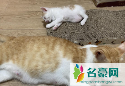 孕猫一直叫什么时候生1