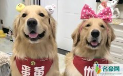金毛蛋黄个人资料最新消息 网红金毛蛋黄真名直播间ID怎么火的
