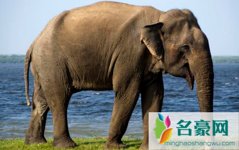 2021云南大象迁徙的原因3