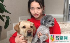 拉布拉多霸道小七个人资料最新消息 网红拉布拉多霸道小七真名直播间ID怎么火的