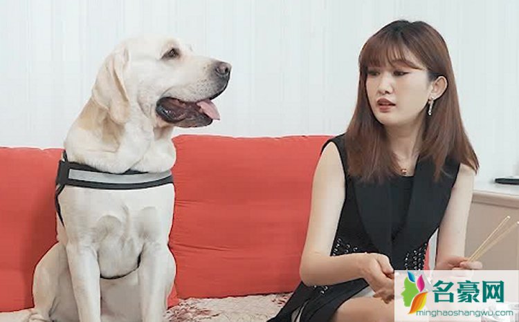 多多神犬