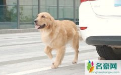 多多神犬个人资料最新消息 网红多多神犬真名直播间ID怎么火的