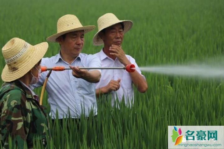 袁隆平团队再刷纪录 袁老的国际稻产量节节攀升