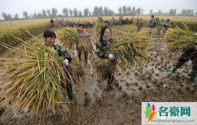 袁隆平团队再刷纪录 袁老的国际稻产量节节攀升